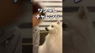 30秒間にツンデレを詰め込む男(犬) #shorts #日本スピッツ #犬との暮らし