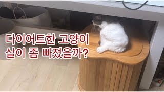 뚱냥이는 과연 살이 얼마나 빠졌을까요?ㅣ365일 다이어트 중인 고양이 톨이