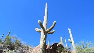 Arizona Saguaro National Park Adventure Hike Feb 2024 - Desert, Mountains And Giant Cactuses