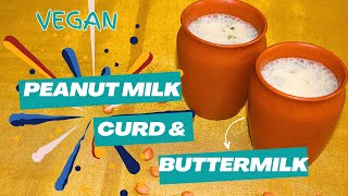 PEANUT MILK, CURD \u0026 BUTTERMILK | Dr SARALA| #veganmilk #veganrecipes