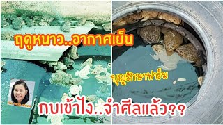 ฤดูหนาวอากาศเย็น กบจำศีลเข้าไงแล้ว | บุญรักษาฟาร์ม 18/1/2564