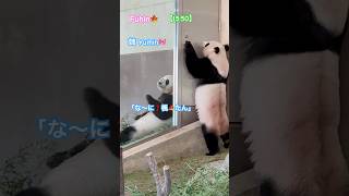 パンダ楓浜🍁帰る気満々😂お姉たんに言っとこ#shorts #panda #楓浜