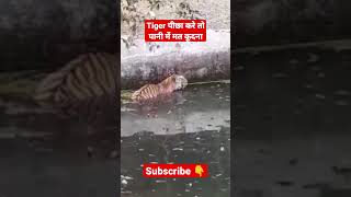Tiger । Tiger in water