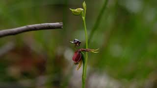 Flying Duck Orchids closing up