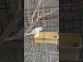 helicopter bird ஹெலிகாப்டர் பறவை ஒரு கூட்டில் இரு பறவைகள் lovebirds cage trending shorts