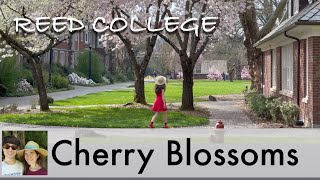 Springtime Walk at Reed College in Portland with Cherry Trees Blooming