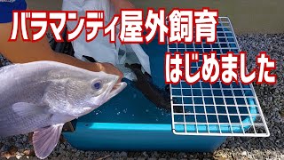 バラマンディ飼育···育てて売る