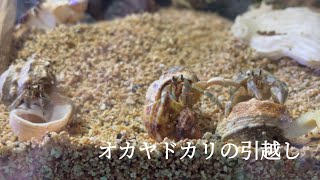 オカヤドカリの引越し