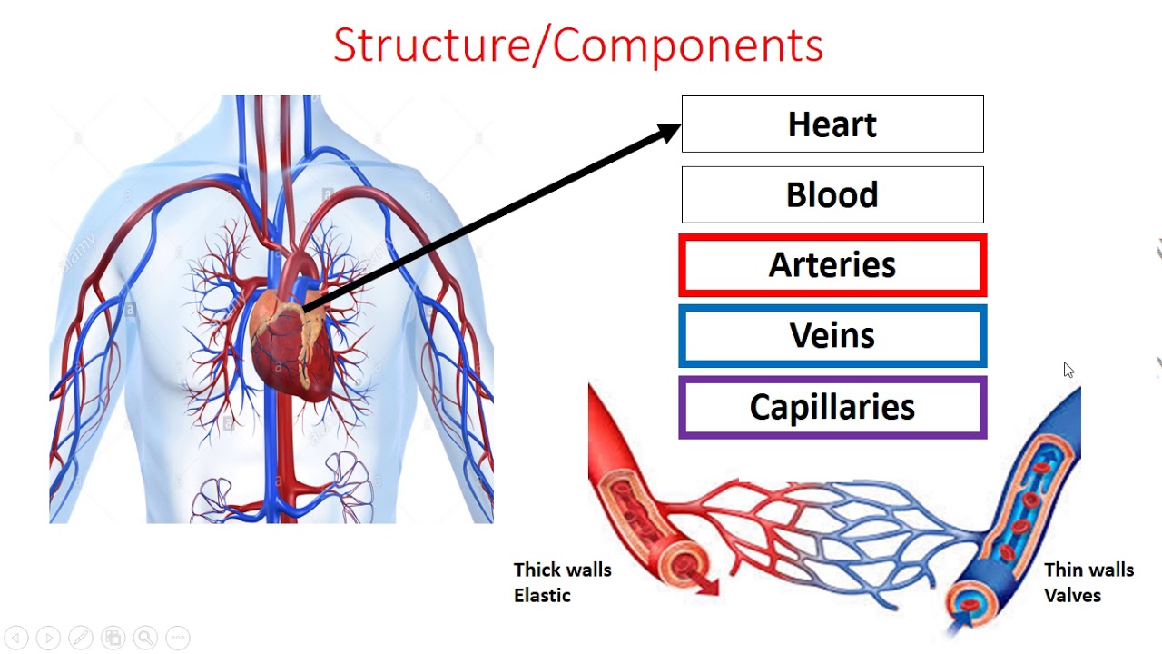 GCSE PE EDEXCEL - COMPONENT 1 - Cardio-respiratory System - Part 1 ...