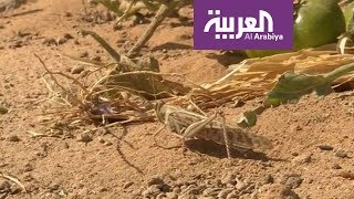 صباح العربية | الجراد في مزارع الرياض