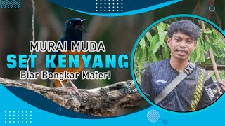 Murai Muda setting Kenyang TANPA ULET KROTO RAWATAN MURAI BATU MUDA Adeva Mastering Tangsel HoBi ID