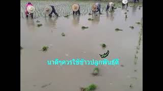 รักกับพี่ดีแน่ ศรเพชร ศรสุพรรณ์#ชาวนาแม่อาย