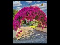 Top 10 Bougainvillea plants ideas