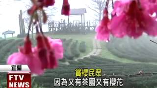 百年櫻花王 宜蘭大同賞櫻秘境－民視新聞