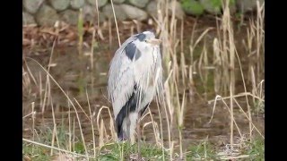 マイ スライドショー　大仙公園の鳥（２０１６年３月１６日）