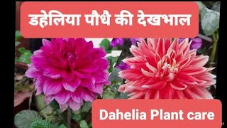 how to save dahlia plant for next season डहेलिया को कैसे बचाएं