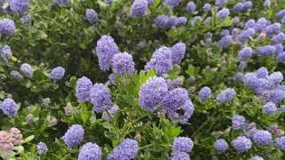 Ceanothus Victoria hedge in bloom