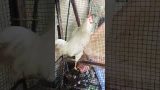 മാസ്സ് പൂവൻ #shortvideo #naturalpoultry  #chicken  #poultryfarming