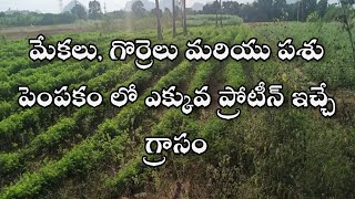 Hedge Lucerne Grass || Hedge Lucerne || Hedge lucerne seeds in telugu ||