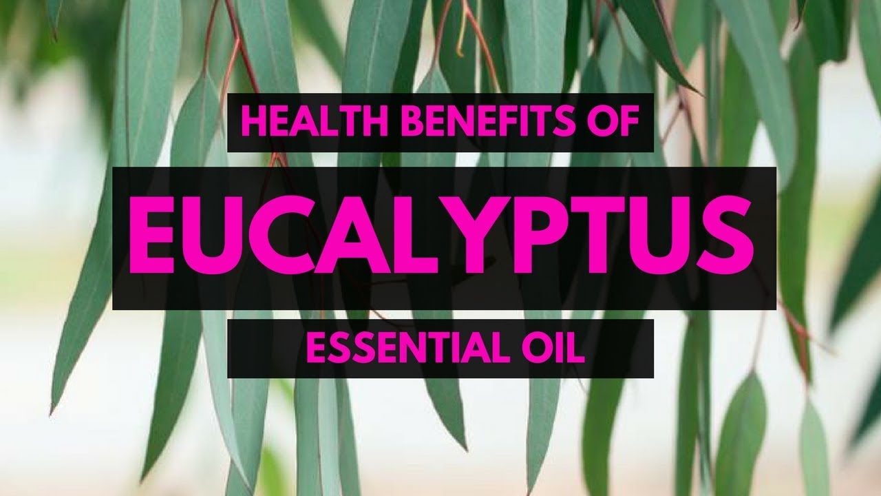 Top 10 EUCALYPTUS OIL USES - Essential Oils Natural Cures - Benefits Of ...