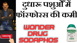 Phosphorus deficiency in dairy animals: दुधारू पशुओं में फॉस्फोरस की कमी कैसे पहचाने और दूर करें