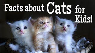 Facts about Cats for Kids | Animal Learning Video