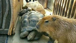 カメさんがご飯の台を動かしてますよ カピバラさん  Tortoise pushes/Capybaras  神戸どうぶつ王国