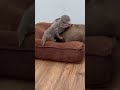 baby otter meets his twin 🦦🦦🤣 theottersfamily dog puppy shorts