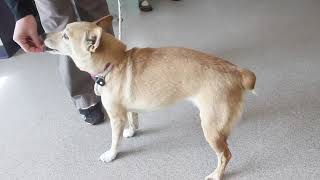 Pet Care Training: Understanding Canine Body Language - Part 1