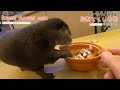 カワウソさくら 好物で作ったちらし寿司に興奮して大変なことに otter and chirashi sushi