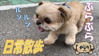 【ミックス犬】足取り軽やか!? ぶらぶら日常散歩 - Puppy goes for a walk -【チワワ×シーズー】