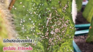 🌵มือใหม่หัดเลี้ยงแคคตัส  l สูตรไม่ลับ...กำจัดเพลี้ย