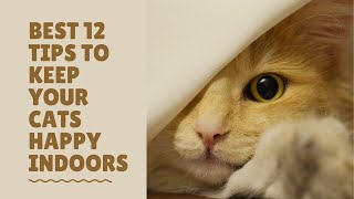 Best 12 Tips To Keep Your Cat Happy And Healthy Indoors