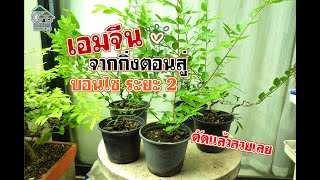 Gu Bonsai Workshop : เอมจีน จากกิ่งตอนสู่บอนไซระยะที่2