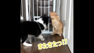 二足歩行で子犬に立ち向かう猫の末路【マンチカン】＃Shorts