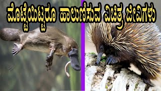 Strange Behaviour of Animals I ಪ್ರಕೃತಿಯ ವೈಚಿತ್ರ್ಯ I ವಿಕಟ ಸೃಷ್ಟಿ