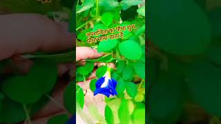 Shortvideo# अपराजिता# शंखपुष्पी पौधा# सुनकर भगवान प# इसके फूल #gardenplants #garden #plants #🌸🌸🌸🌸🌸