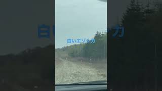 野生の白いエゾシカ！