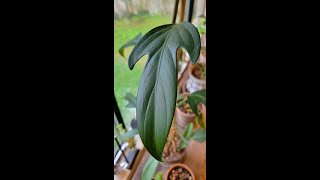 Philodendron Panduriforme I Care + Propagation Tips