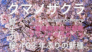 クマノザクラめぐり、三重県熊野市紀和町にて。熊野に自生する新種の野生の桜。英名はKumano cherry。