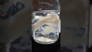 Mushroom Mycelium Liquid Culture #short #shortvideo #mushrooms #mycology