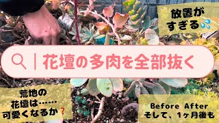 引っこ抜いてリセット。玄関前のwelcome花壇は通行人を惹きつけたい