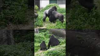 Gorilla Tayari wants Iriki \u0026 D'jeeco to take shelter from the rain。大猩猩。避雨。躲雨