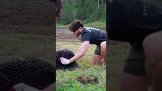 Guy Chases Down Wombats To Save Them | The Dodo #thedodoanimals #animals #wombat