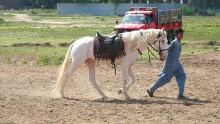 Son of zully sial wala Nukra horse | most Beautiful White horse