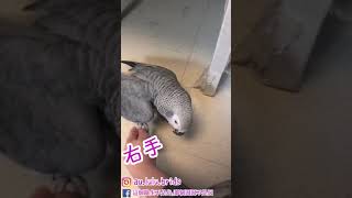 歐仔是鳥還是狗? #灰鸚鵡