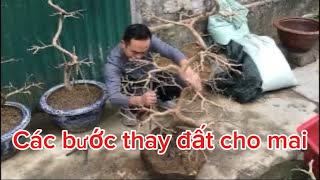 Các bước thay đất cho cây mai miền Bắc - ae xem tham khảo