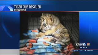 Smuggled Bengal tiger cub confiscated at border crossing