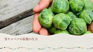 芽キャベツの収穫の仕方