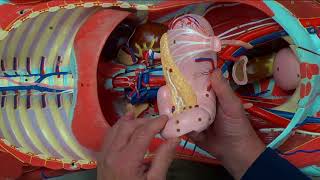 Simple review of abdominal viscera with a anatomical manikin